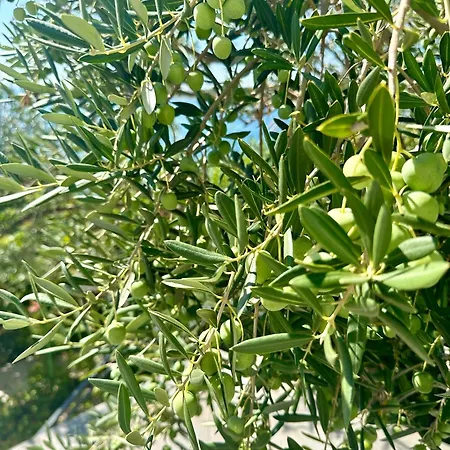 Sea View Macolic Gasthuis 3*